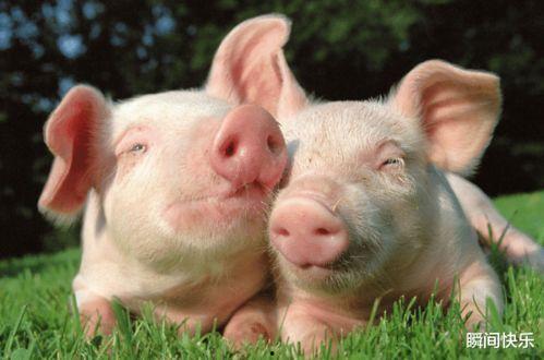 哪些明星属猪,盘点娱乐圈属猪的璀璨明星