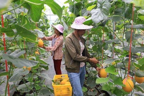 网红吃瓜 全家桶,揭秘娱乐圈幕后真相