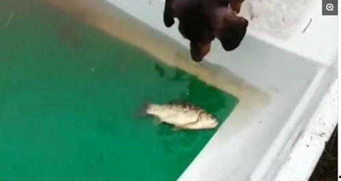 钓叼子视频,揭秘钓鱼技巧与乐趣