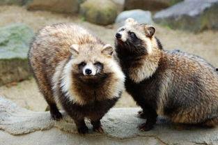 日本狸猫睾丸,神秘生物的生殖奥秘探索