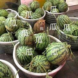 娱乐市场吃瓜视频,揭秘热门吃瓜视频背后的故事