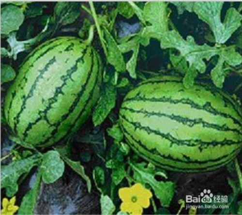 吃瓜网免费官网,畅享海量资讯，轻松获取热门八卦