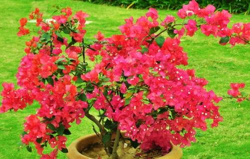 娱乐吃瓜酱三角梅,吃瓜酱视角下的娱乐圈三角关系揭秘